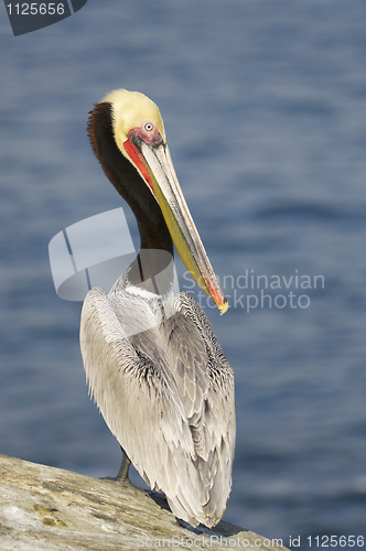 Image of California Brown Pelican, Pelecanus occidentalis