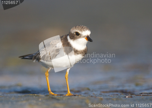 Image of Semipalmated Plover, Charadrius semipalmatus