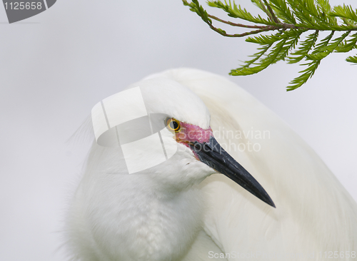 Image of Snowy Egret, Egretta thula