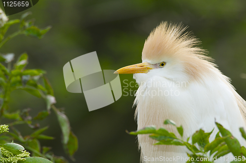 Image of Cattle Egret, Bubulcus ibis