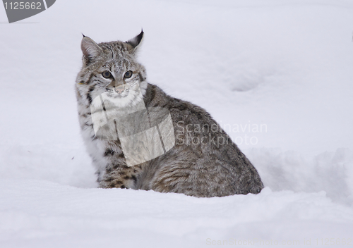 Image of Bobcat in deep white snow