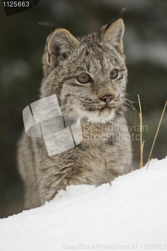 Image of Lynx