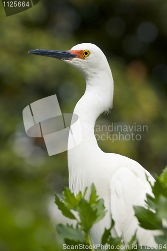 Image of Snowy Egret, Egretta thula