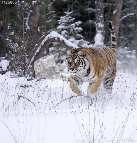 Image of Amur Tiger