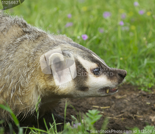 Image of American Badger