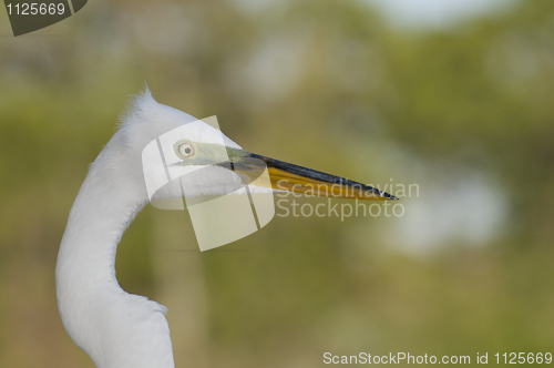 Image of Great Egret, Ardea alba