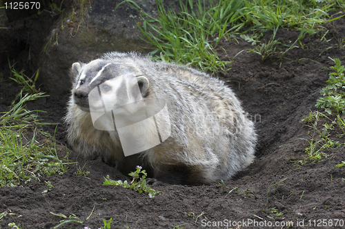 Image of American Badger