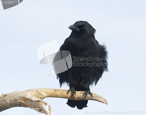 Image of American Crow