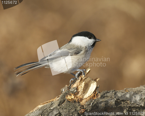 Image of Willow Tit, Parus montanus