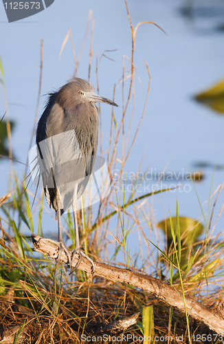 Image of Little Blue Heron, Egretta caerulea