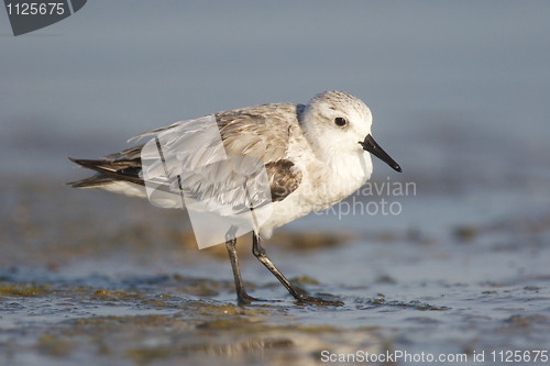 Image of Sanderling, Calidris alba