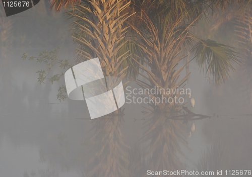 Image of Foggy morning