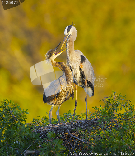 Image of Great Blue Heron, Ardea herodias