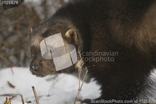 Image of Wolverine