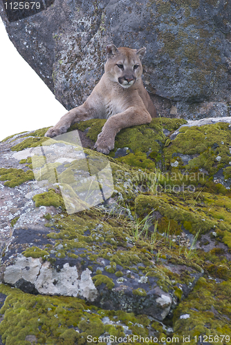 Image of Mountain Lion