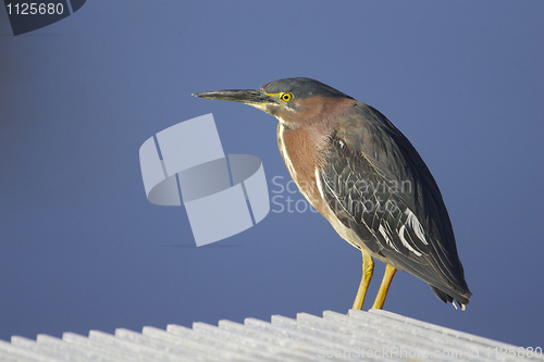 Image of Green Heron, Butorides virescens