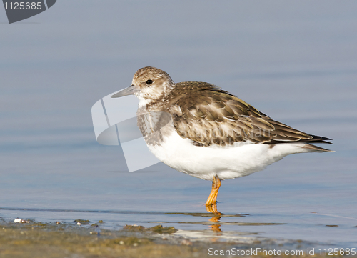 Image of Ruddy Turnstone, Arenaria interpres