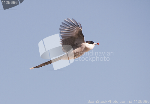 Image of Azure-wing Magpie