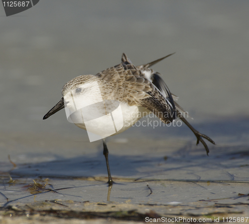 Image of Sanderling, Calidris alba