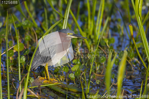 Image of Green Heron, Butorides virescens