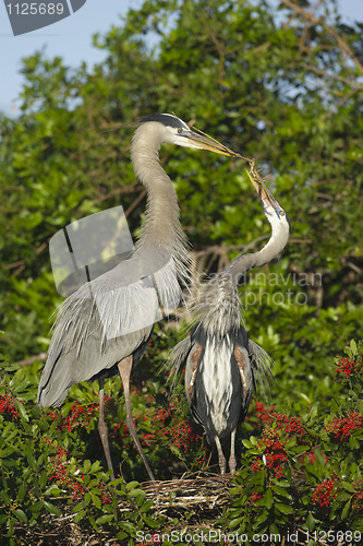 Image of Great Blue Heron, Ardea herodias