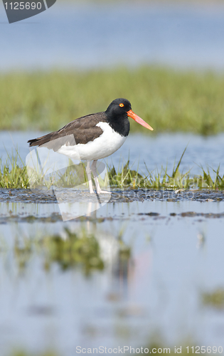 Image of American Oystercatcher, Haematopus palliatus