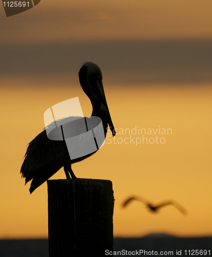 Image of Brown Pelican, Pelecanus occidentalis