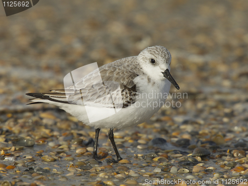 Image of Sanderling, Calidris alba