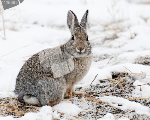 Image of Mountain Cottontail