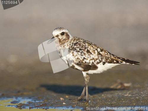 Image of Black-bellied Plover, Pluvialis squatorola