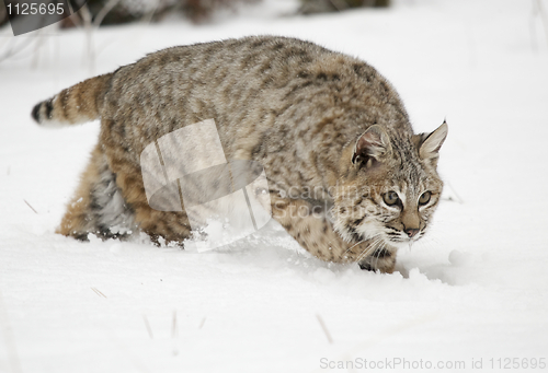 Image of Bobcat