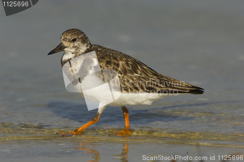 Image of Ruddy Turnstone, Arenaria interpres