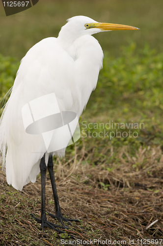 Image of Great Egret, Ardea alba