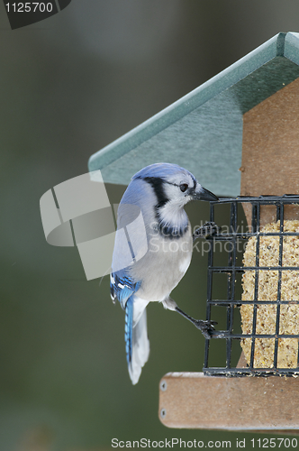 Image of Bluejay