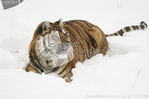 Image of Amur Tiger