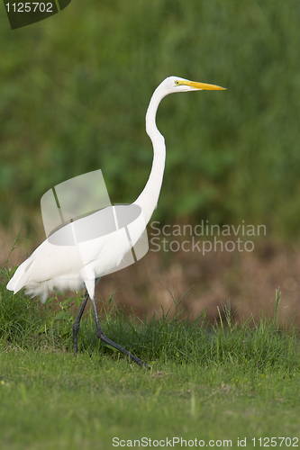 Image of Great Egret, Ardea alba