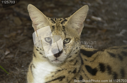 Image of African Serval