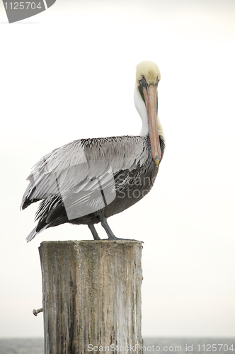 Image of Brown Pelican, Pelecanus occidentalis