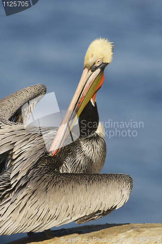 Image of California Brown Pelican, Pelecanus occidentalis