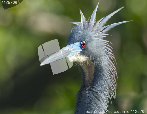 Image of Little Blue Heron, Egretta caerulea