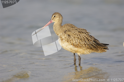 Image of Marbled Godwit, Limosa fedoa