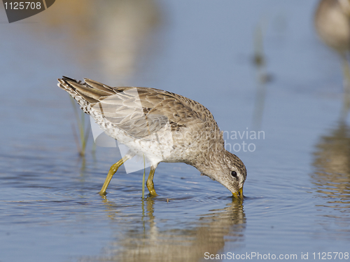 Image of Short-billed Dowitcher, Limnodromus griscus