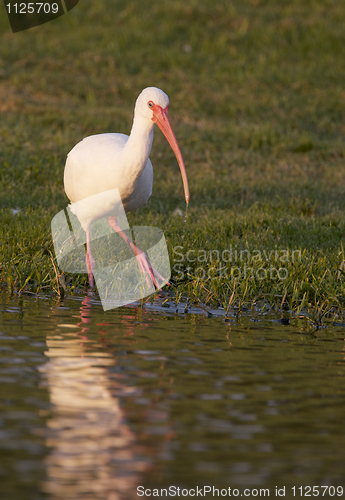 Image of White Ibis, Eudocimus albus