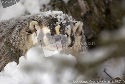 Image of American Badger