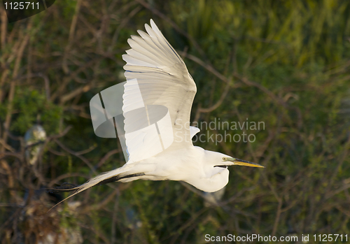 Image of Great Egret, Ardea alba