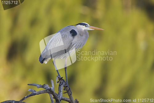 Image of Great Blue Heron, Ardea herodias