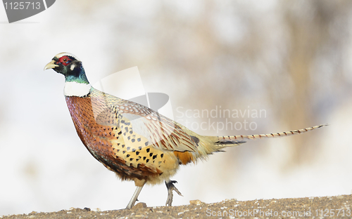 Image of Common Ring-neck Pheasant, Phasianus colchicus