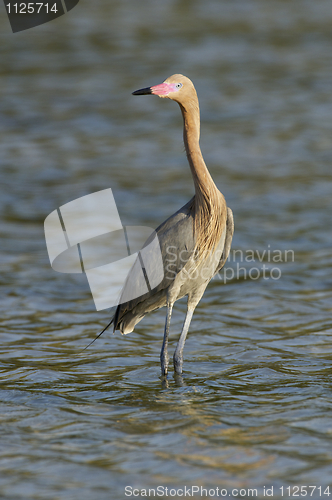 Image of Reddish Egret, Egretta rufescens