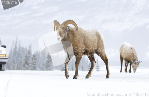 Image of Bighorn Sheep