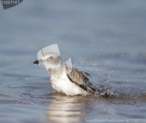 Image of Wilson's Plover, Charadrius wilsonia